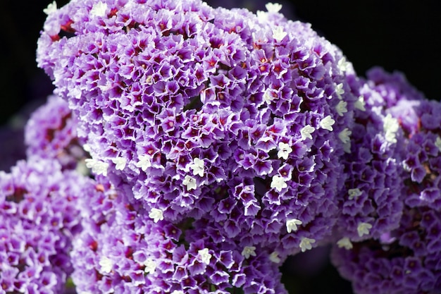 Фото perezs sea lavender limonium perezii виды seafoam statice кустарник с фиолетовым и белым