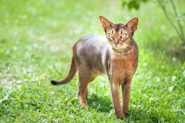 テキストのための緑の芝生のスペースで猫を散歩の完璧なアビシニアン猫のクローズアップの肖像画