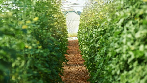 Идеальная среда для выращивания здоровых растений Натюрморт с растениями и сельскохозяйственными культурами, растущими в теплице