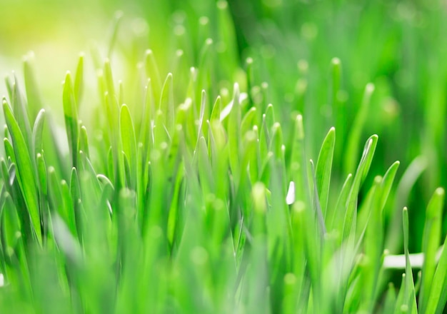 太陽の光の中で緑の草の完璧な緑の背景自然な背景
