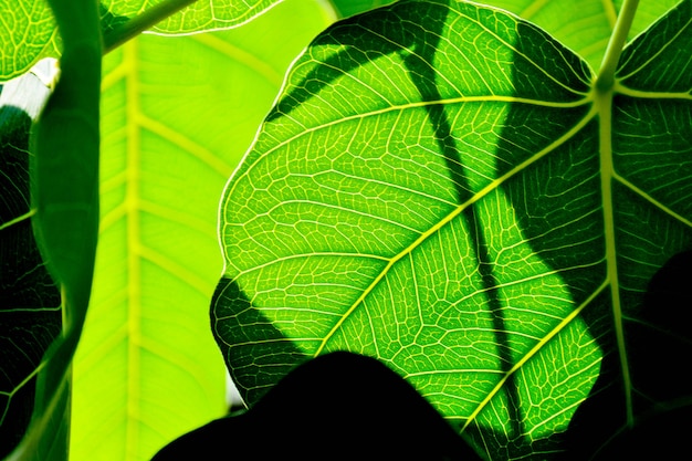 Perfect green bo leaf texture - closeup