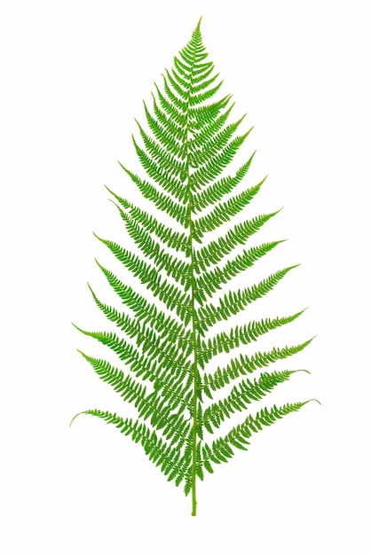 Perfect green fern leaf isolated on a white background in closeup