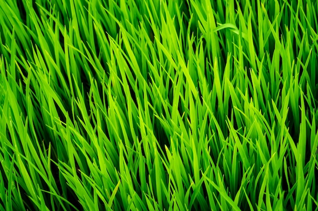 Photo perfect green fresh grass rice texture