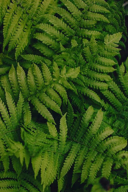 Perfect natural fern pattern. Beautiful background made with young green fern leaves.