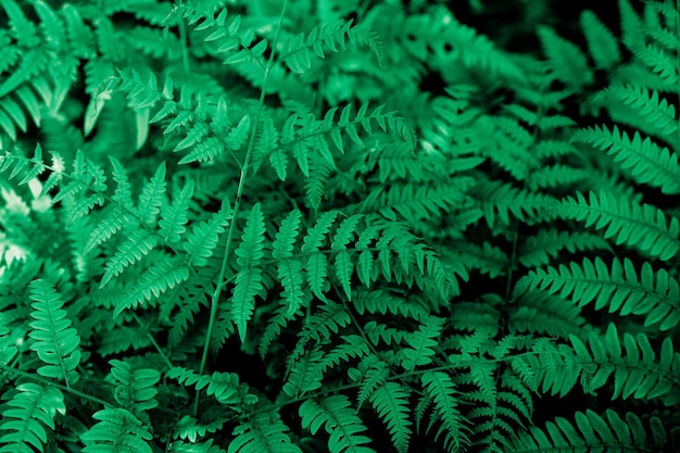 Perfect natural young fern leaves pattern background Top view Dense thickets of beautiful growing ferns in forest Beautiful background made with young green fern leaves