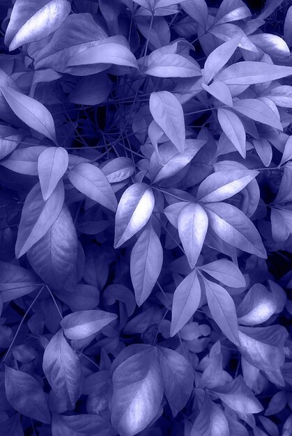 Perfect natuurlijke frisse bladeren patroon natuurlijke achtergrond getoneerd in trendy kleur