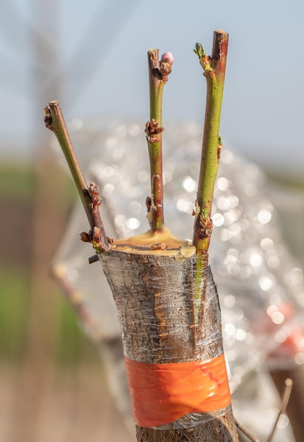 The Perfect Pair Peach and Almond Rootstock Unite