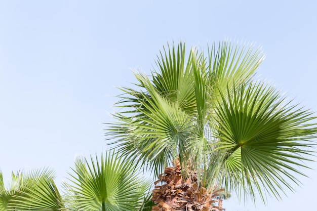 Perfect palm trees against a beautiful blue sky in sunny Egypt