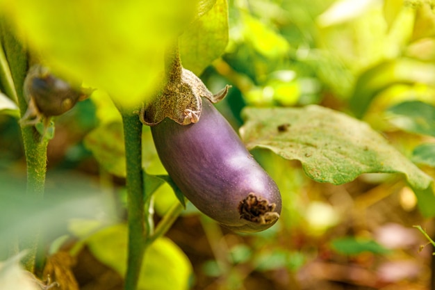 Perfect purple fresh ripe organic eggplant ready to harvesting on branch in garden