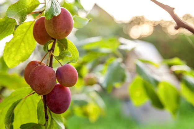 Perfect red plum growing on tree in organic plum orchard. Autumn fall view on country style garden. Healthy food vegan vegetarian baby dieting concept. Local garden produce clean food.