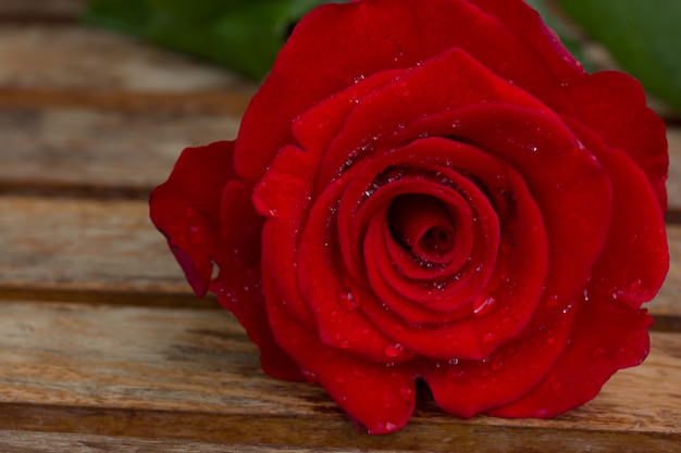 Photo perfect red rose