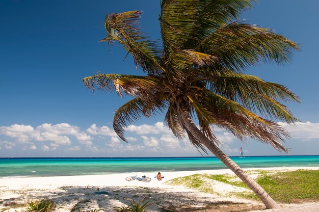 A perfect tropical beach for a tourist with her bike sunbathing and palm tree in mexico