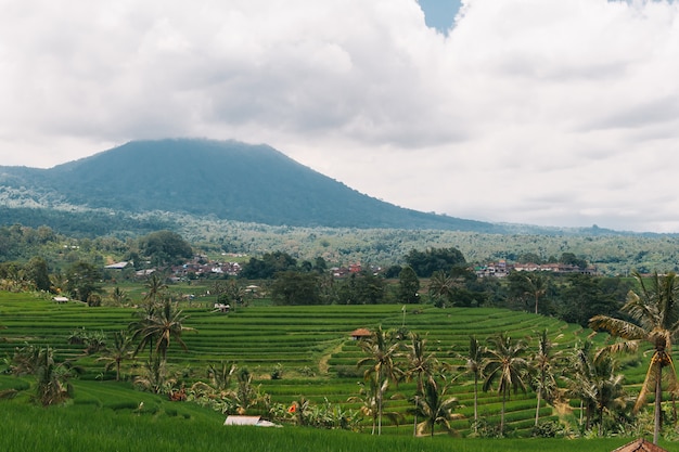 Perfect zicht op rijstvelden en vulkaan van bali eiland, indonesië.