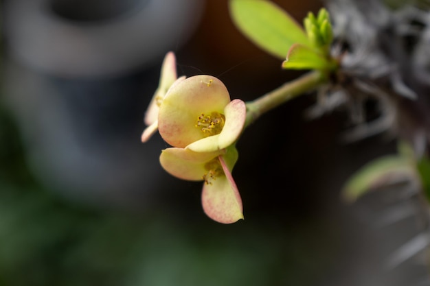 Perfecte fuchsia bloem bloei