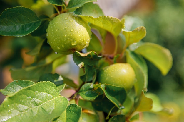 Perfecte groene appels groeien op boom in biologische appel op landelijke tuin