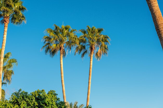 Perfecte palmbomen tegen een prachtige blauwe lucht