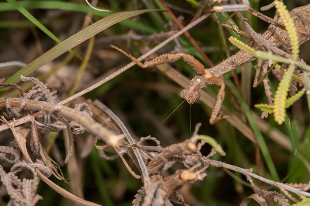 Perfectly camouflaged praying mantis on plants waiting for a prey