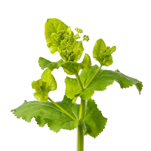 Perfoliate Alexanders plant on white background