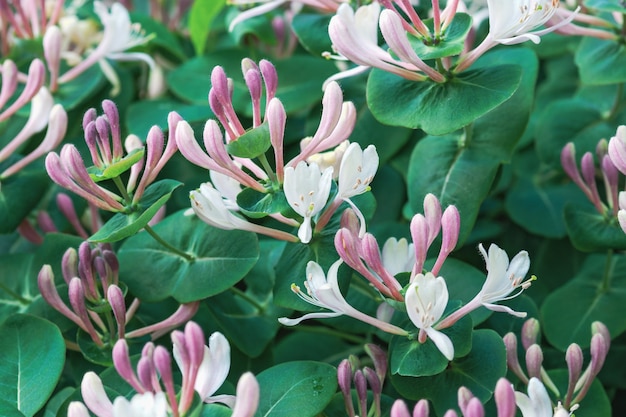 Perfoliate kamperfoelie (Lonicera caprifolium) bloeien in de zomertuin