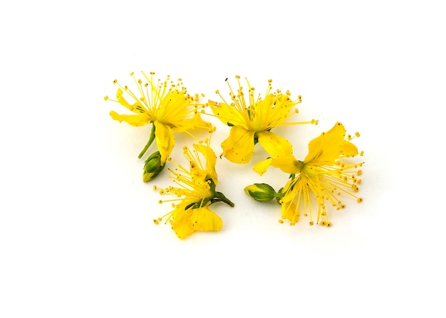 Photo perforate st john's-wort flowers  four small yellow flowers