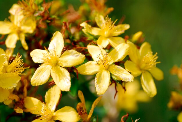 perforeren sint-janskruid bloemen (hypericum perforatum)