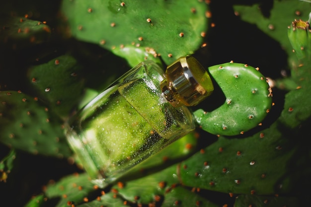 Perfume and green cacti