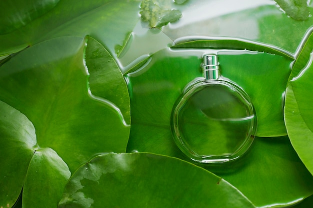 Perfume and wet tropical green leaves