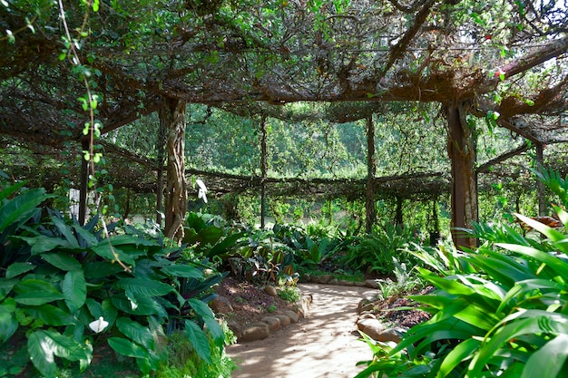 Royal Botabnical Gardens, Peradeniya, Kandy, Sri Lanka에있는 Ficus benjamina의 Pergola