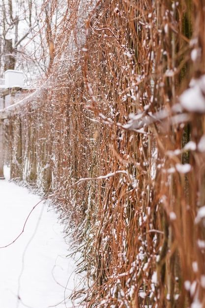 Pergola in its own garden in Catherine Park in winter