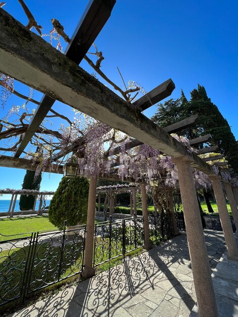 Foto pergola met kolommen verweven met lila wisteria in de tuin