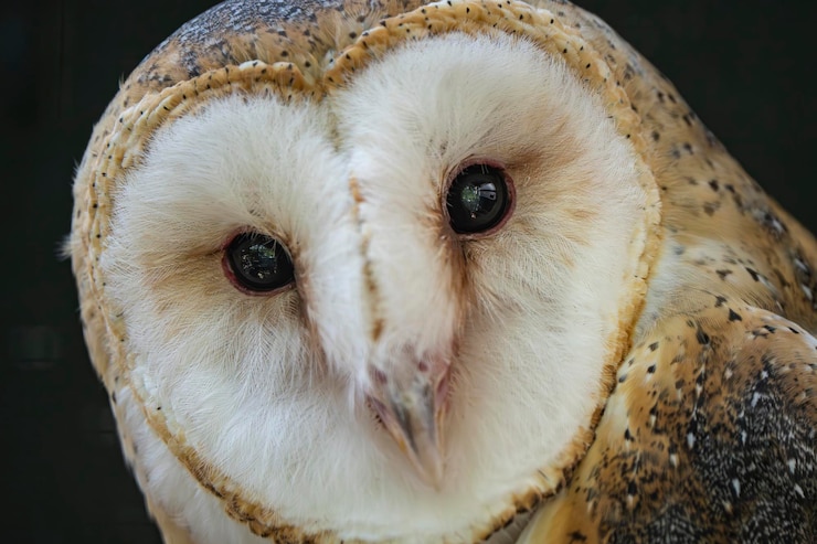 Фотография перикуоооо