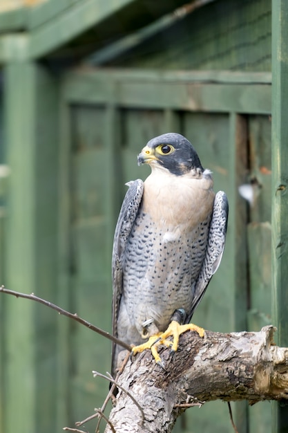 Perigrine Falcon ( Falco perigrinus)