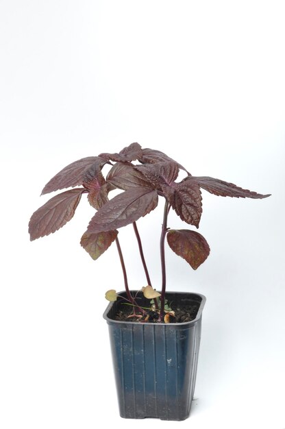 Perilla shiso on a white background