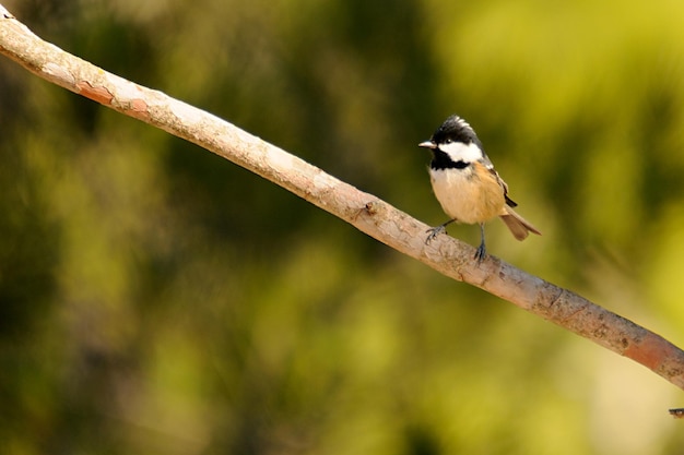 Periparus ater - синица, воробьиные птицы семейства Paridae.