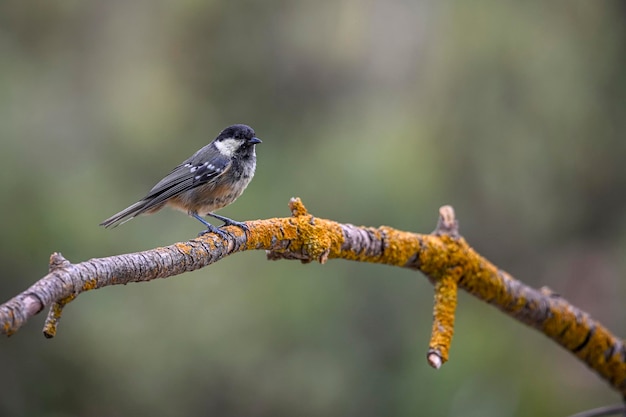 Periparus ater or Titmouse is a species of passerine bird in the Paridae family