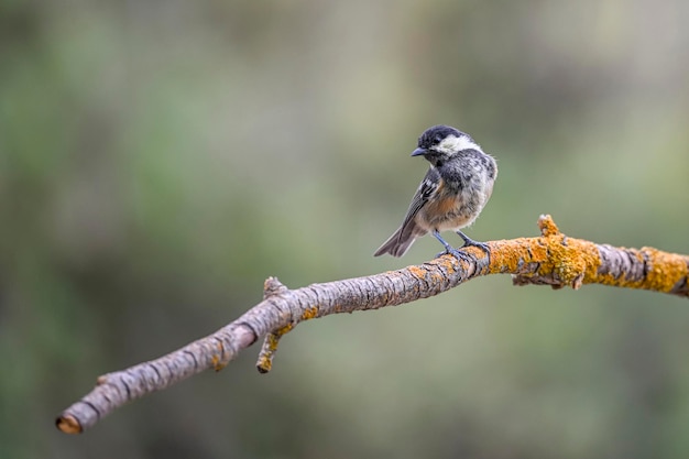 Periparus ater 또는 Titmouse는 Paridae 가족의 passerine 새의 종입니다