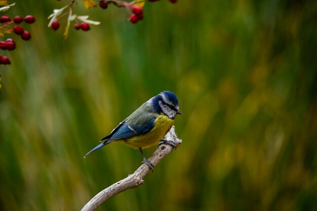 Periparus ater 또는 Titmouse는 Paridae 가족의 passerine 새의 종입니다