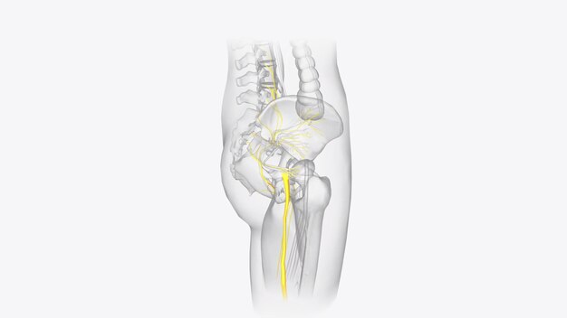 Photo the peripheral nervous system consists of the nerves that branch out from the brain and spinal cord