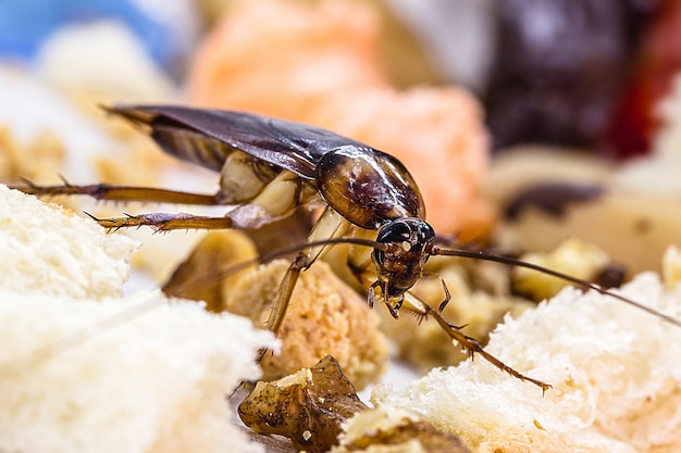 Periplanet kakkerlak bekend als rode kakkerlakken over nest insecten macrofotografie