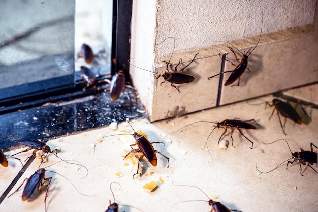 Foto periplaneta scarafaggio, noto come scarafaggio rosso o scarafaggio americano, scarafaggi che invadono l'appartamento, al chiuso attraverso la porta