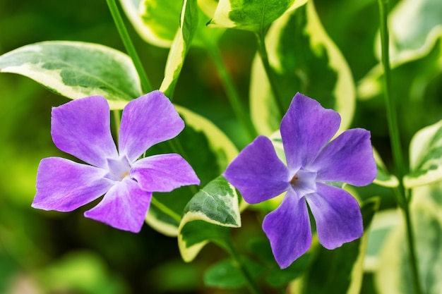 ツルニチニチソウの大きな斑入りの花が浅い被写界深度をクローズアップ