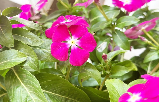 Periwinkle Pink Flower