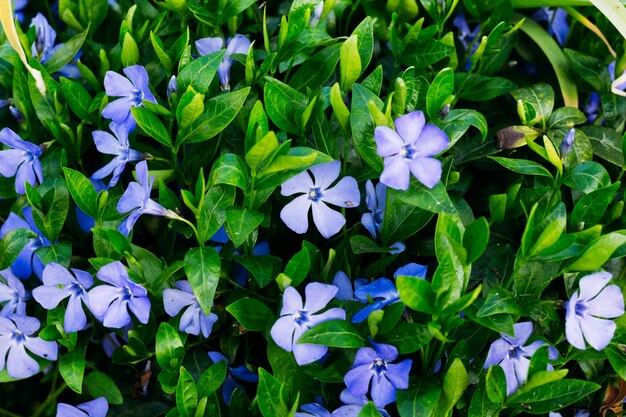 Photo periwinkle with flowers close-up