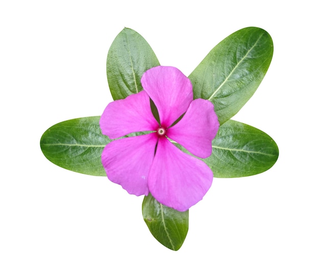 periwinkles Catharanthus roseus Madagascar periwinkle is perennial herbs and used to treat cancer