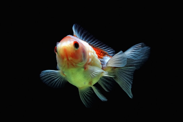 Perl goldfish moveing with black background elegant fishbal with black background