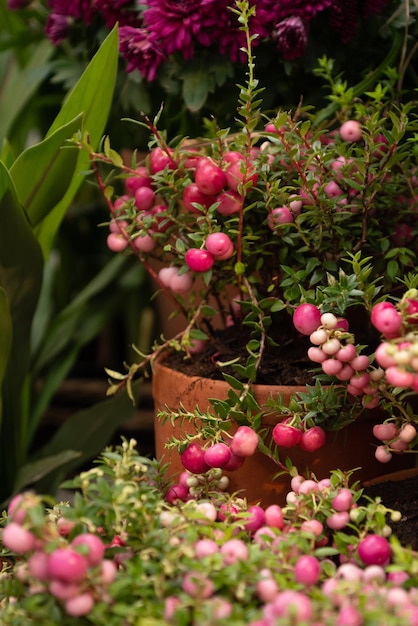 Pernettya mucronata plant met roze bessen groeit in bloempotten, tuinieren en tuinbouw