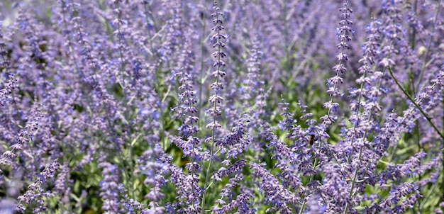 Perovskia Atriplicifolia paarse bloeiende vervagen achtergrondstructuur. Russische Salie bloem zonnige dag.