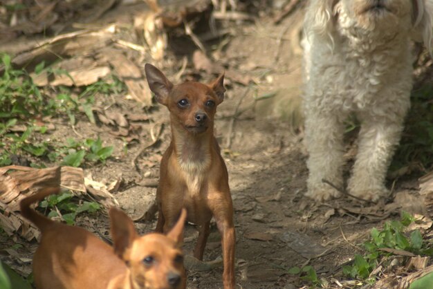 Photo perritos en un camino ladrando