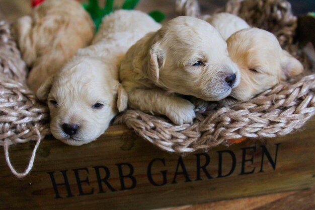 Foto barboncini perritos