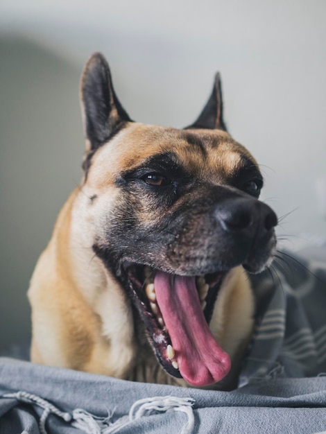 Perro bostezando despues de despertarse